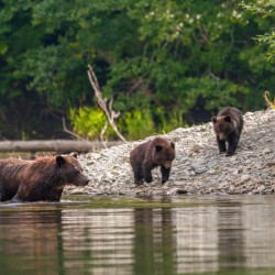 Grizzly Sow with Cubs