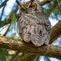 Great Horned Owl