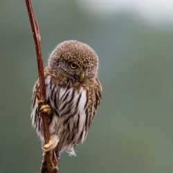 Northern Pygmy Owl