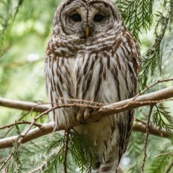 Barred Owl