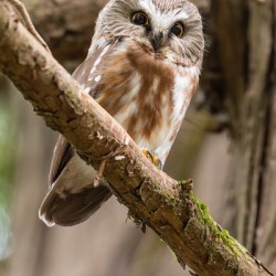 Northern Saw-Whet Owl