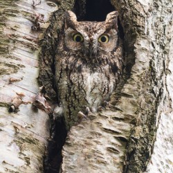 Western Screech Owl