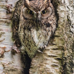 Western Screech Owl