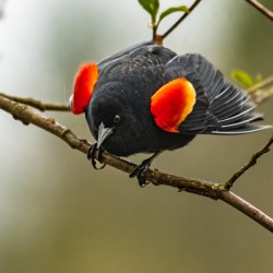 Male Red-Winged Blackbird