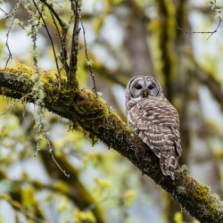 Barred Owl