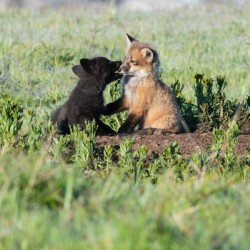Red Fox Kits