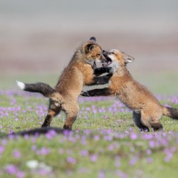 Red Fox Kits