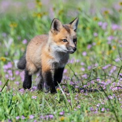 Red Fox Kit