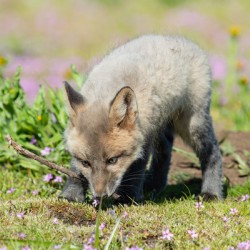 Red Fox Kit