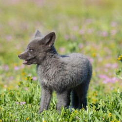Red Fox Kit