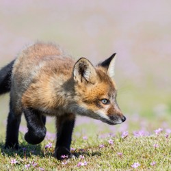 Red Fox Kit