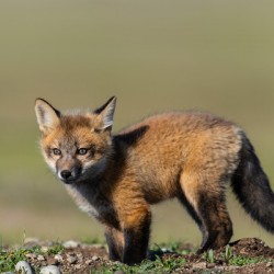 Red Fox Kit