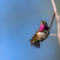 Male Calliope Hummingbird