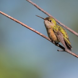 Female Calliope Hummingbird