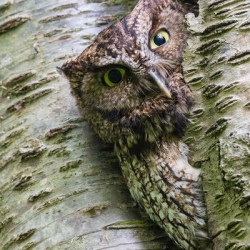 Western Screech Owl