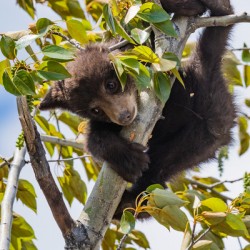 Black Bear Cub