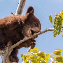 Black Bear Cub