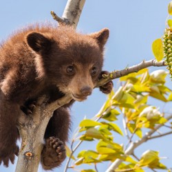 Black Bear Cub