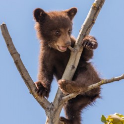 Black Bear Cub