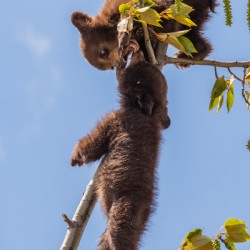 Black Bear Cubs