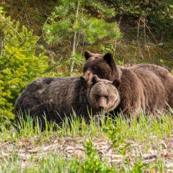 Grizzly Sow with Cub
