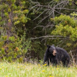 Black Bear