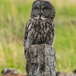 Great Gray Owl
