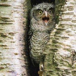 Western Screech Owlet