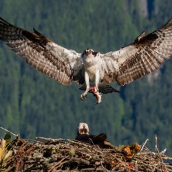 Osprey