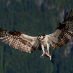 Osprey