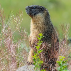 Yellow-bellied Marmot