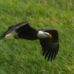 Bald Eagle
