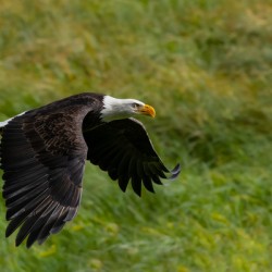 Bald Eagle