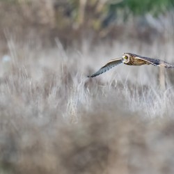 Short-eared Owl