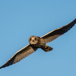 Short-eared Owl