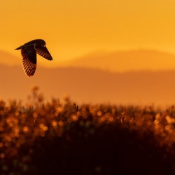 Short-eared Owl
