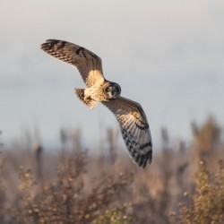 Short-eared Owl