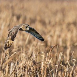 Short-eared Owl