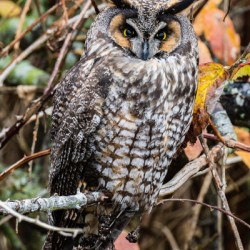 Long-eared Owl