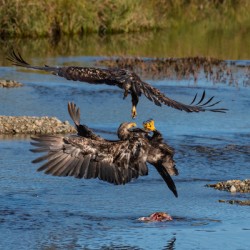 Juvenile Bald Eagles