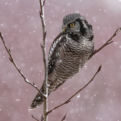 Northern Hawk Owl