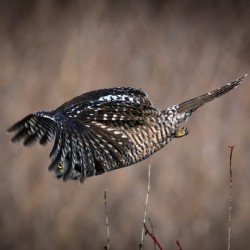 Northern Hawk Owl