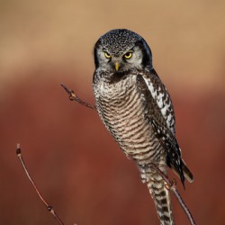 Northern Hawk Owl