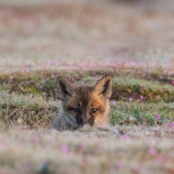 Red Fox Kit