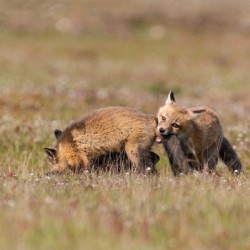 Red Fox Kits