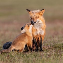 Red Fox with Kit