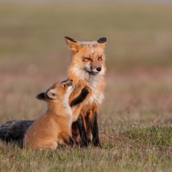 Red Fox with Kit