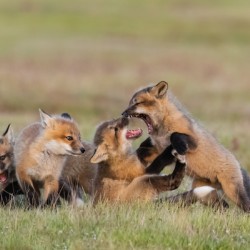Red Fox Kits