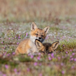 Red Fox Kits