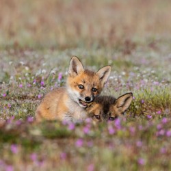 Red Fox Kits